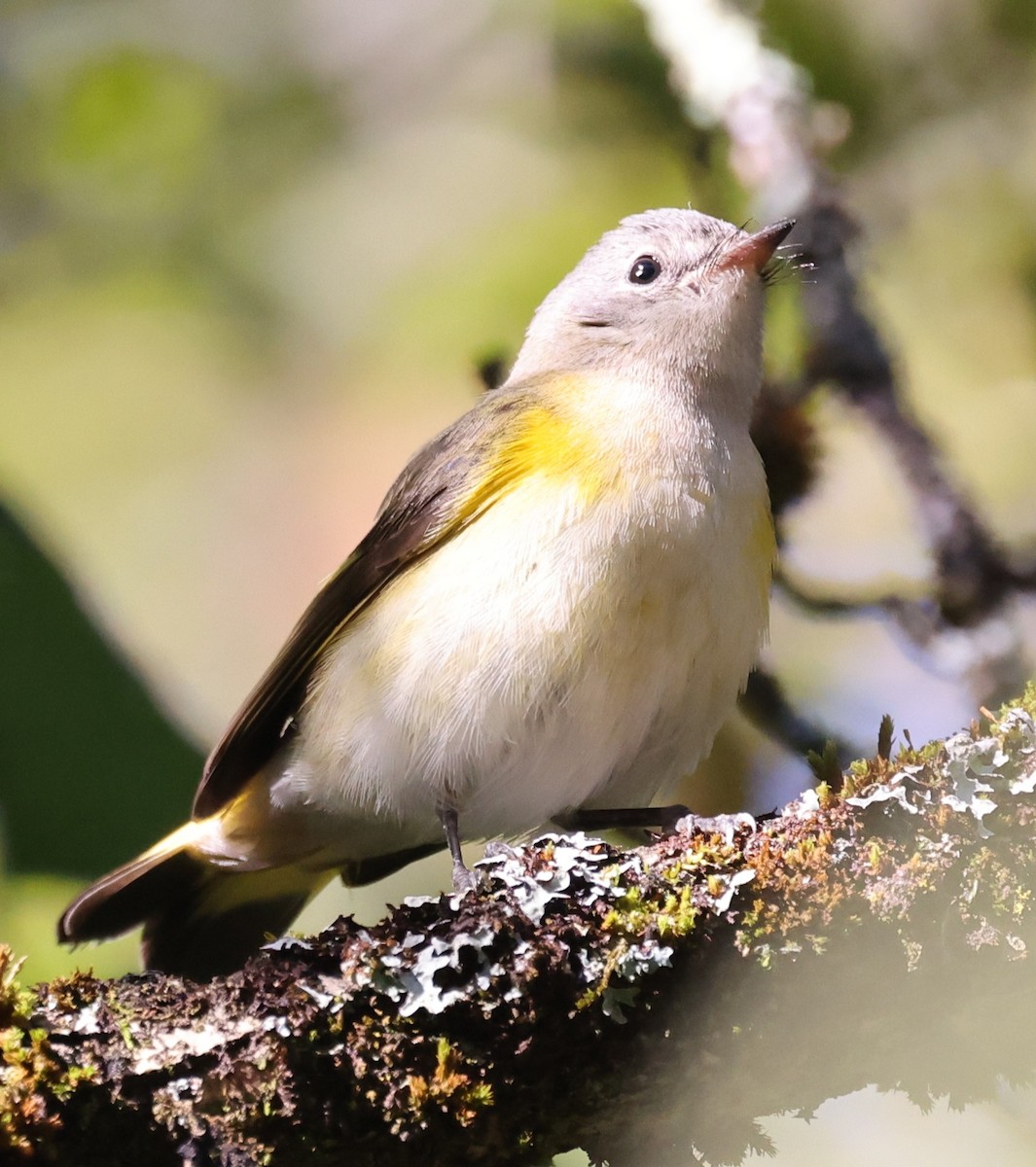 American Redstart - ML641132534