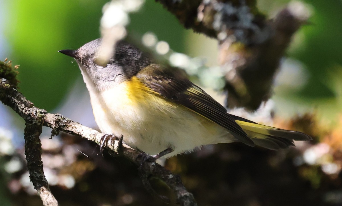 American Redstart - ML641132535