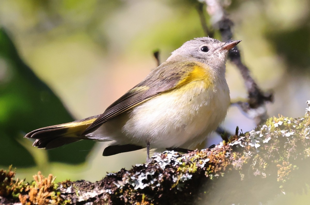 American Redstart - ML641132536