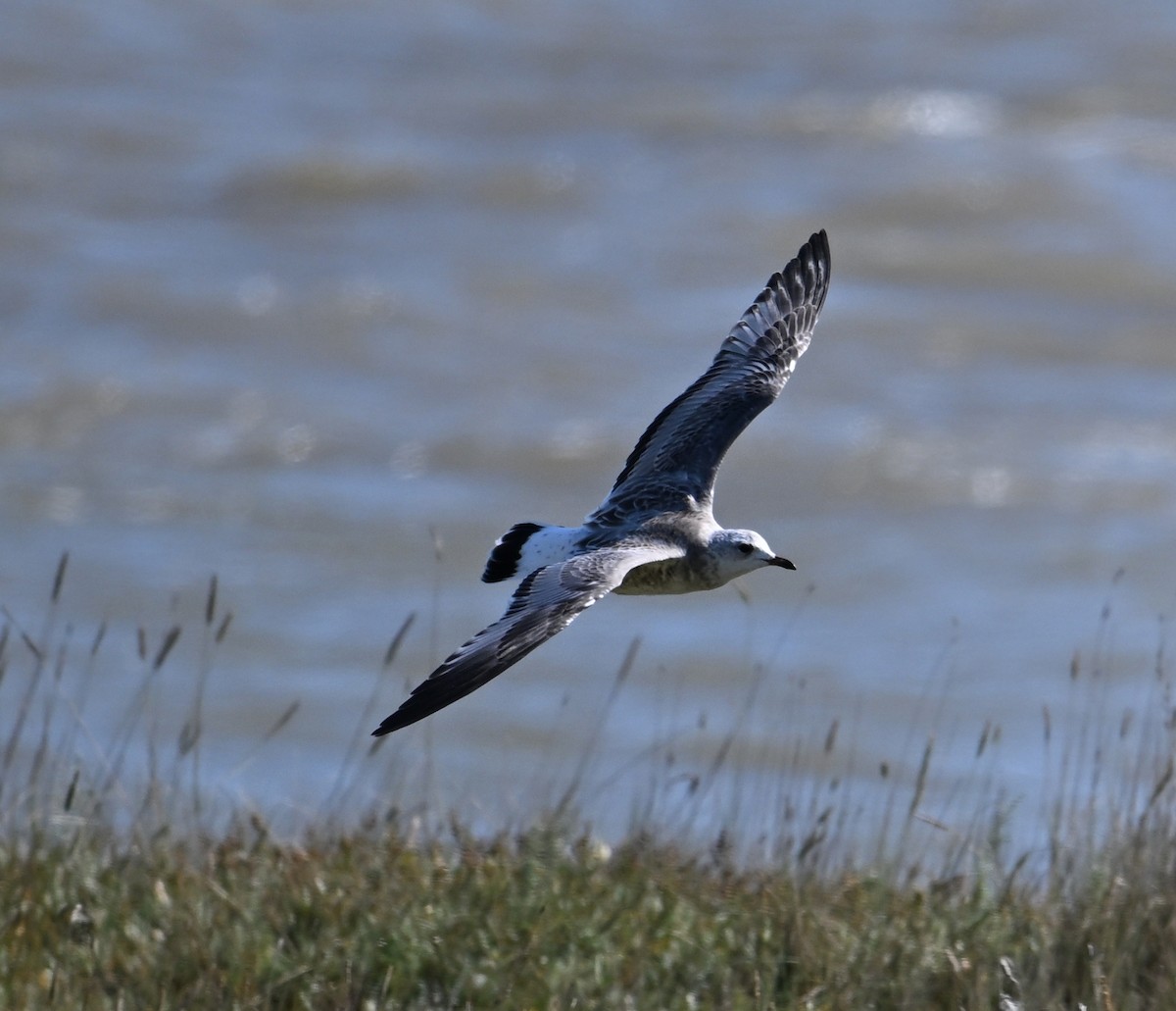Common Gull (European) - ML641132545