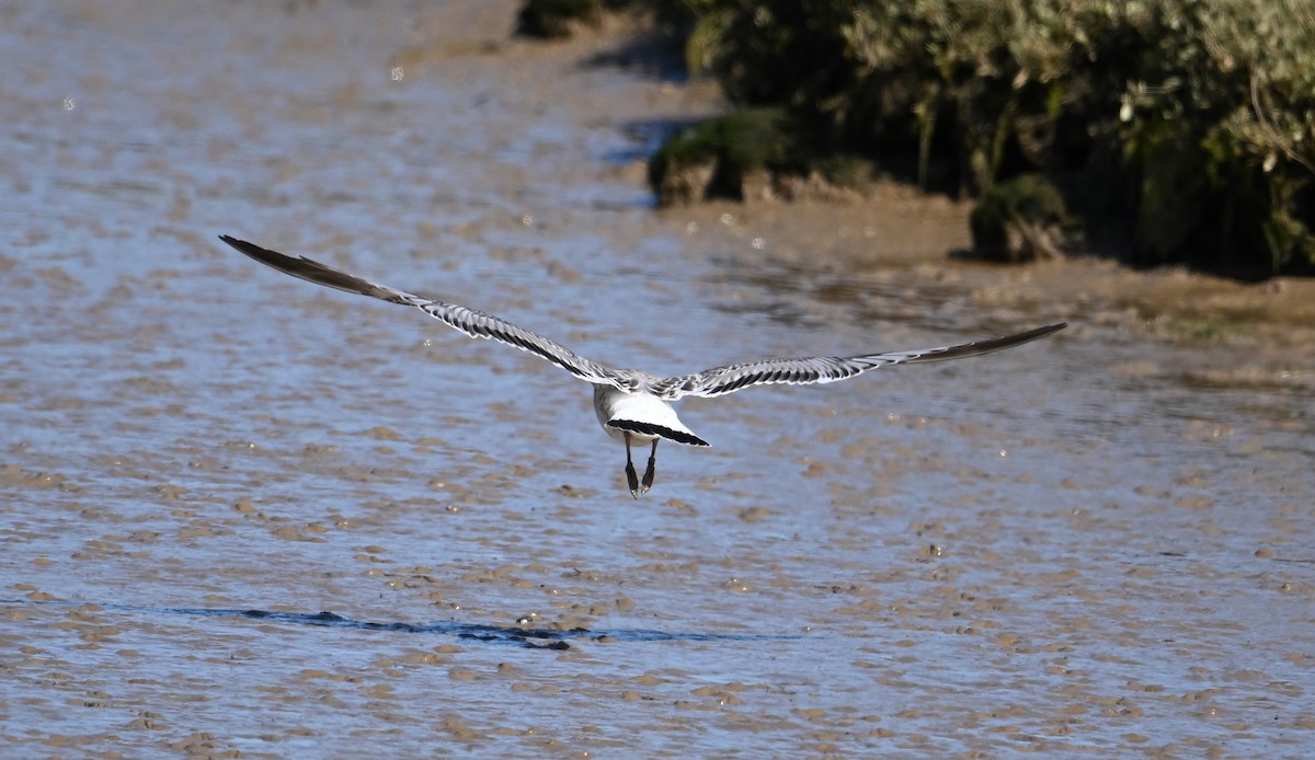 Common Gull (European) - ML641132547