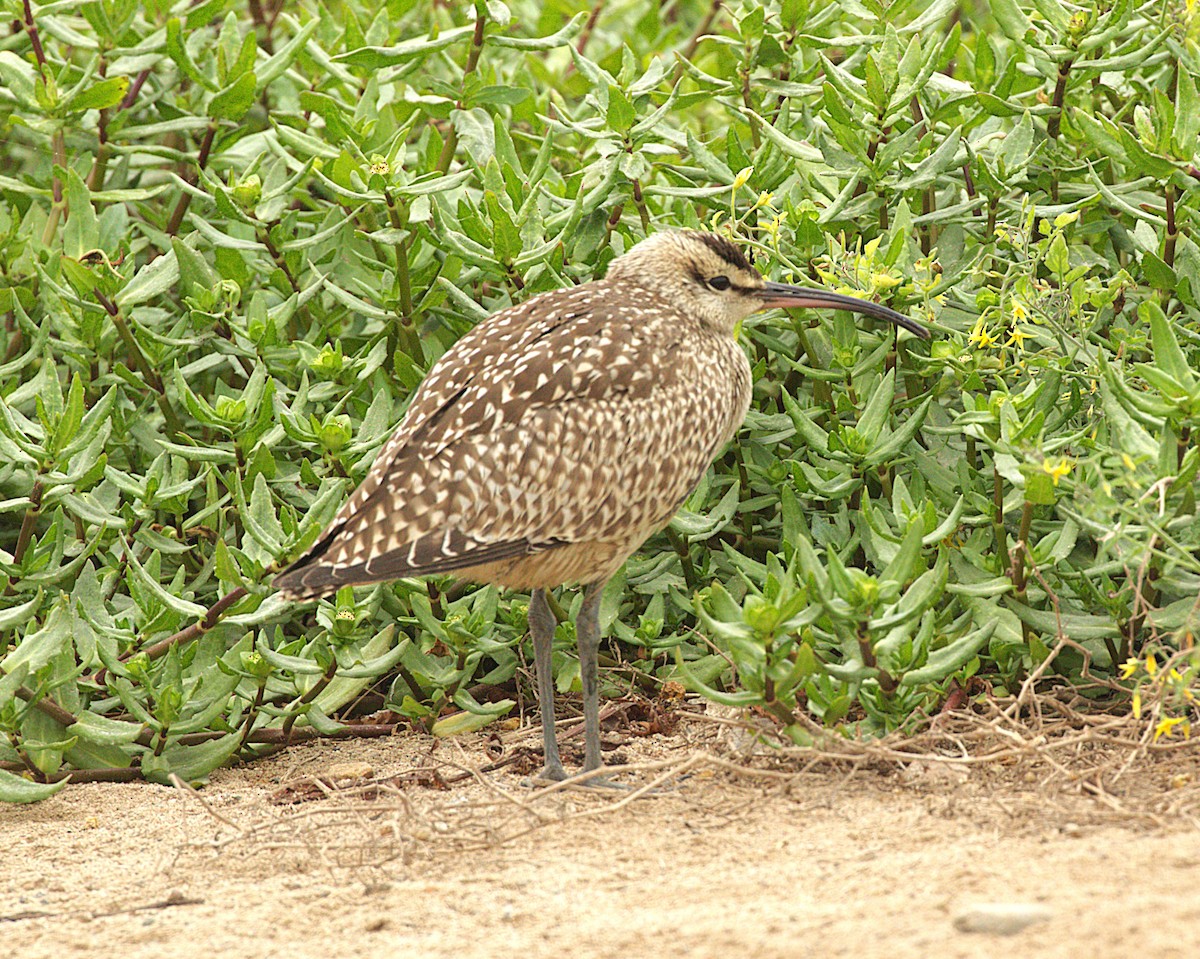 Hudsonian Whimbrel - ML641132572
