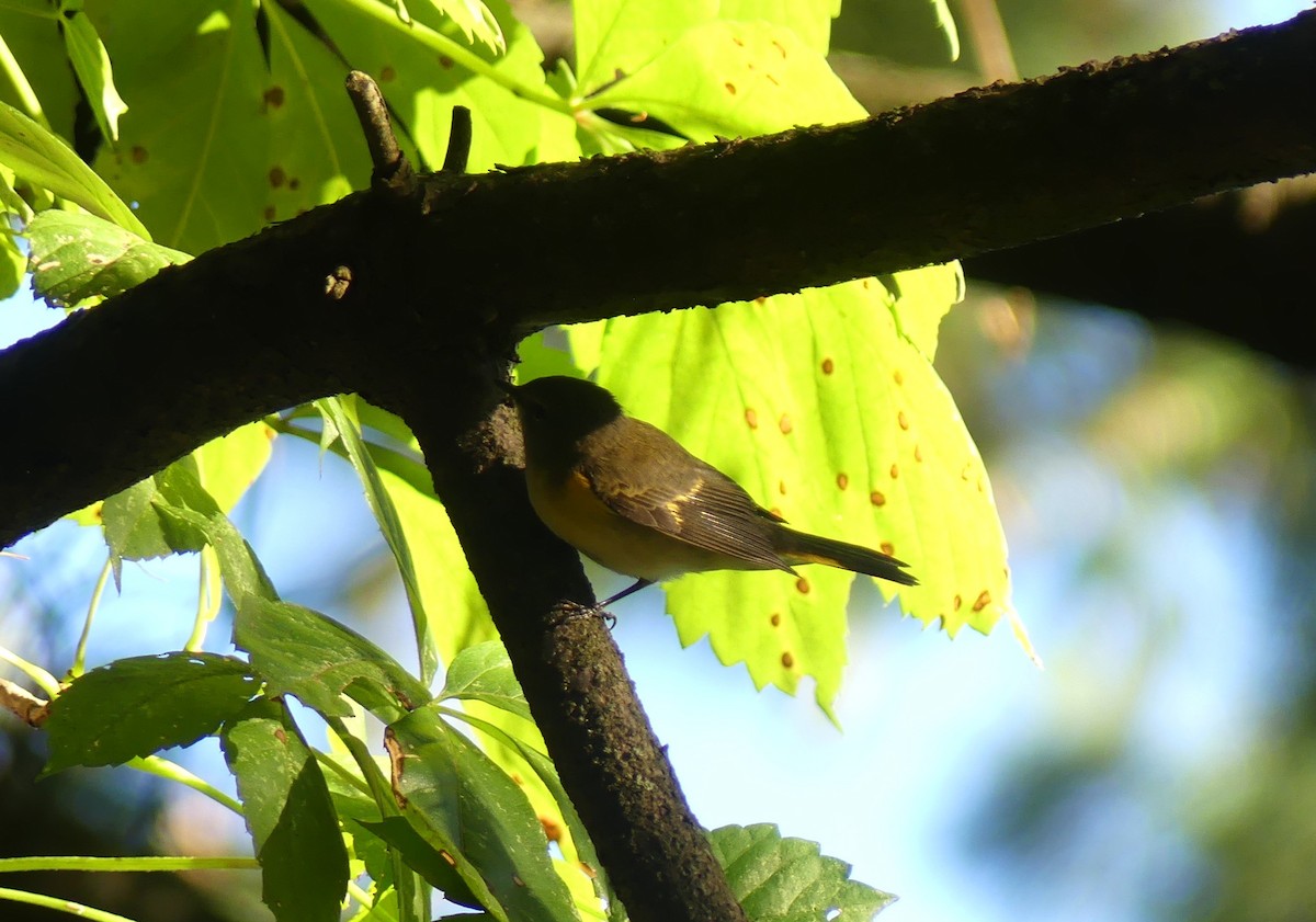 American Redstart - ML641132580