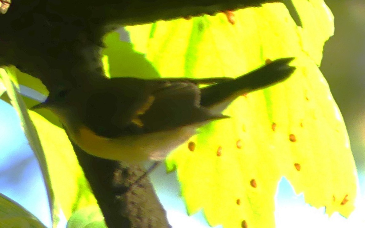 American Redstart - ML641132601