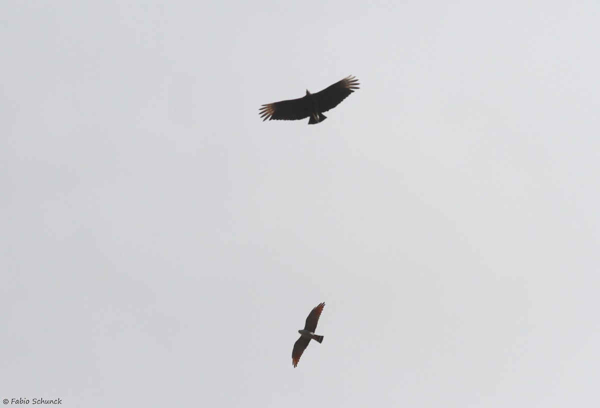 Plumbeous Kite - ML641132604