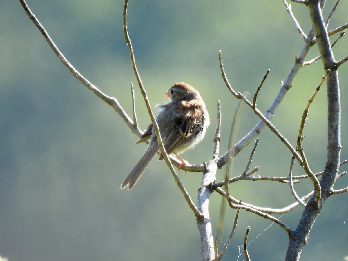 Field Sparrow - ML641132609
