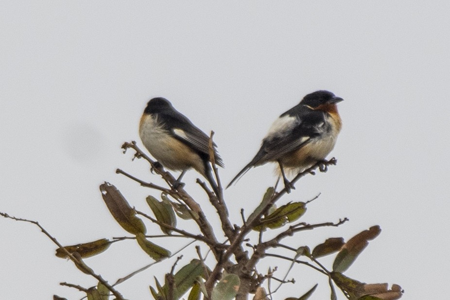 White-rumped Tanager - ML641132620