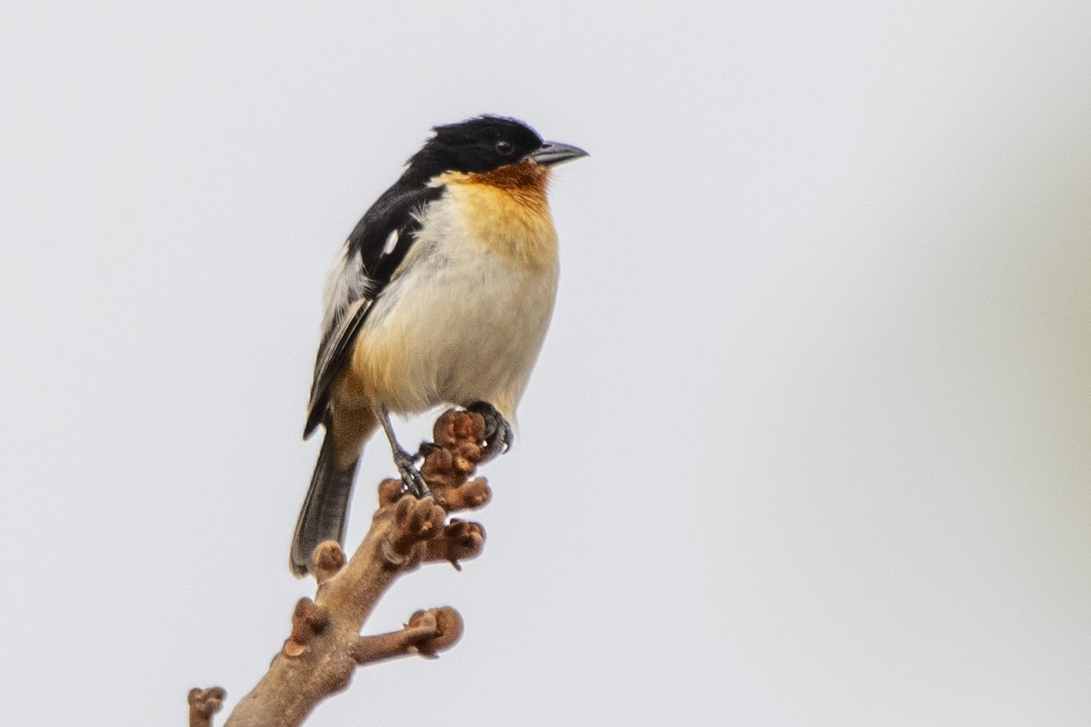 White-rumped Tanager - ML641132621