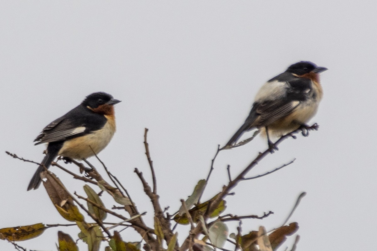 White-rumped Tanager - ML641132622