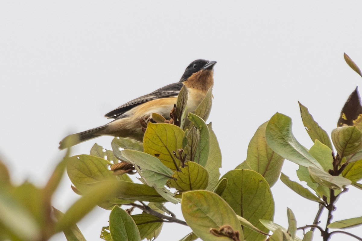 White-rumped Tanager - ML641132623