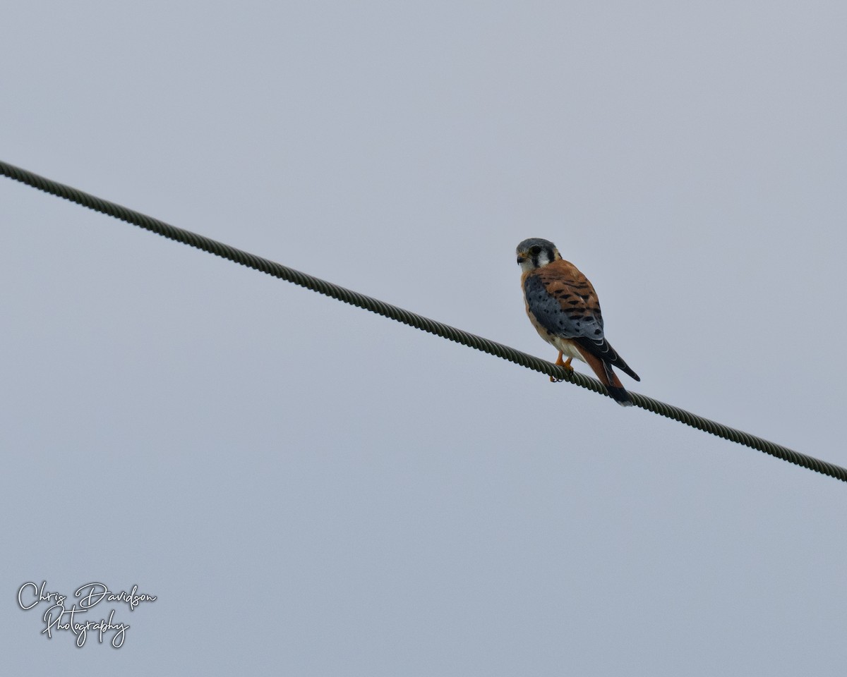 American Kestrel - ML641132627
