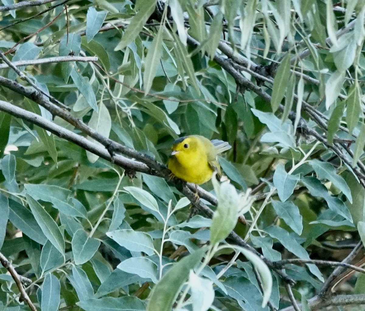 Wilson's Warbler - ML641132628