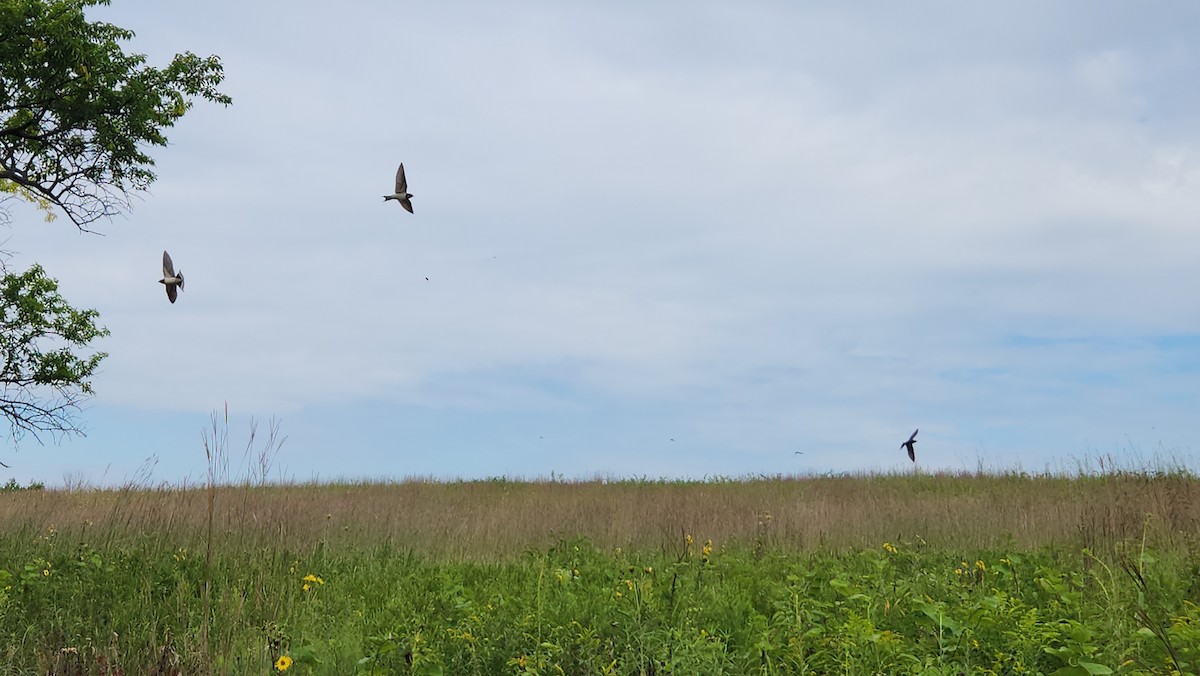 Barn Swallow - ML641132633