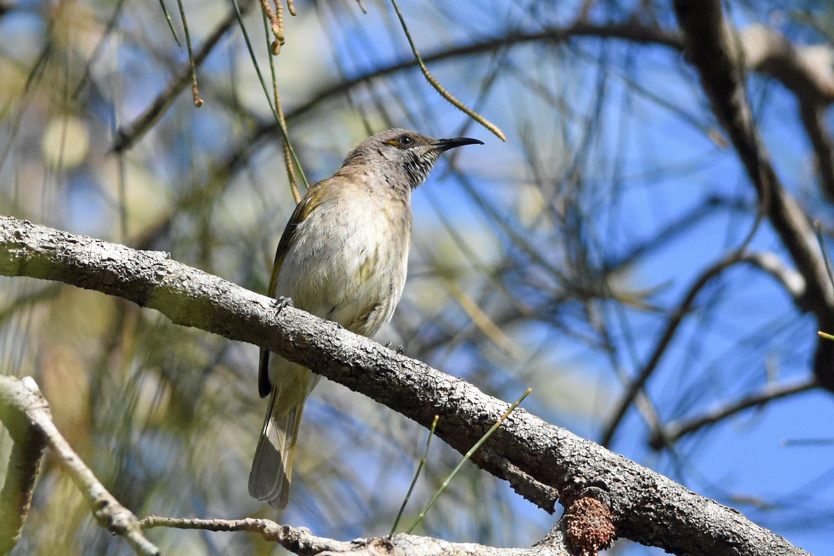 Brown Honeyeater - ML641132634