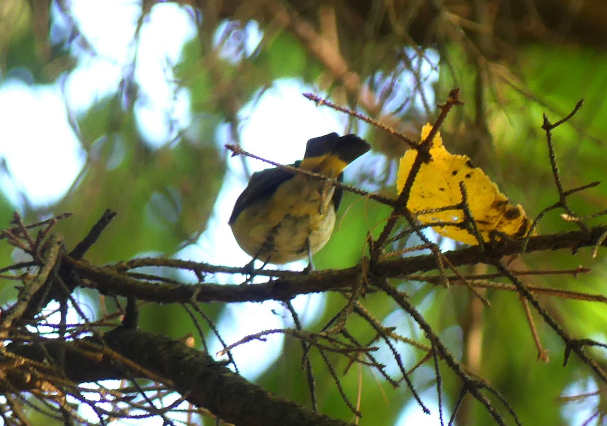 American Redstart - ML641132635