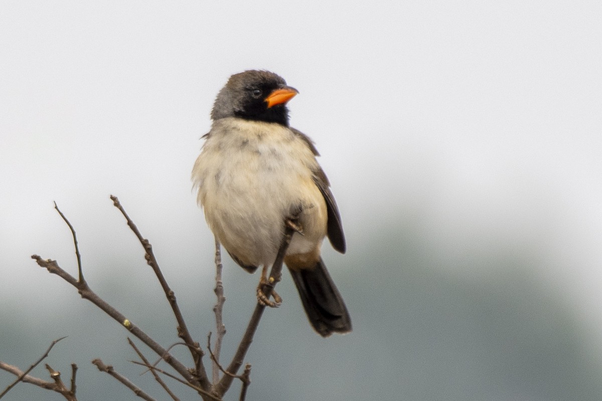Black-throated Saltator - ML641132655