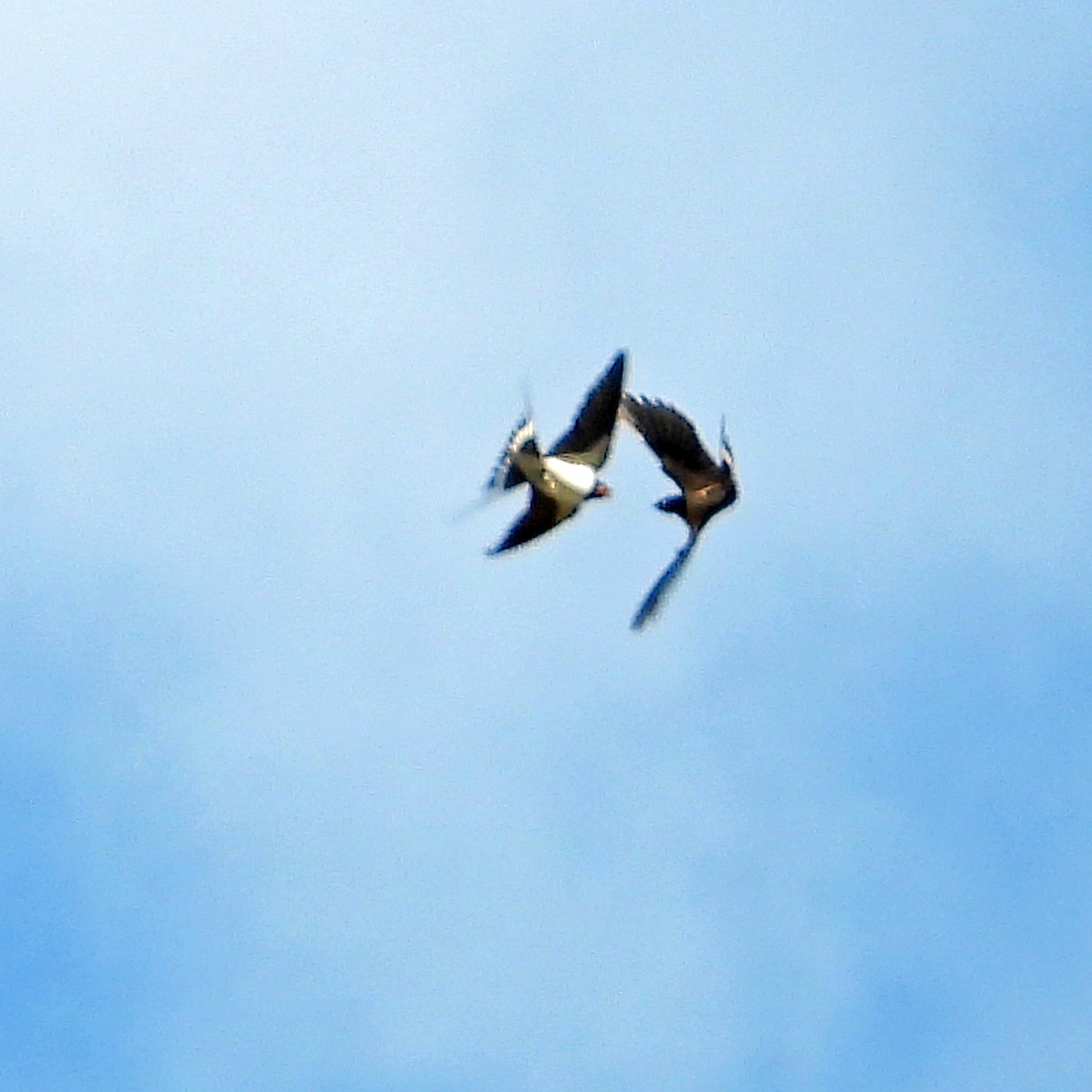 Barn Swallow - ML641132665