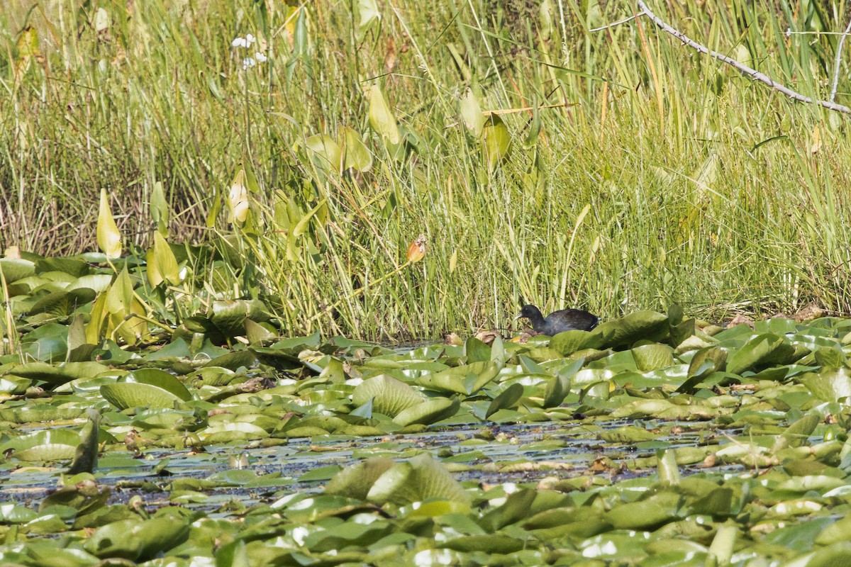 American Coot - ML641132687