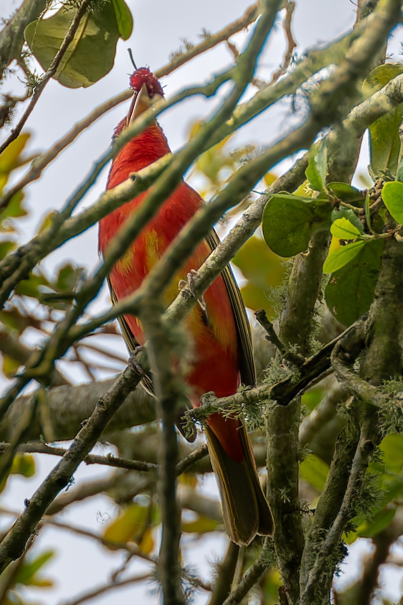 Summer Tanager - ML641132701