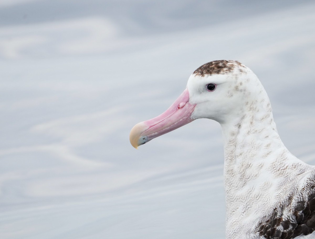 Antipodean Albatross - ML641132753
