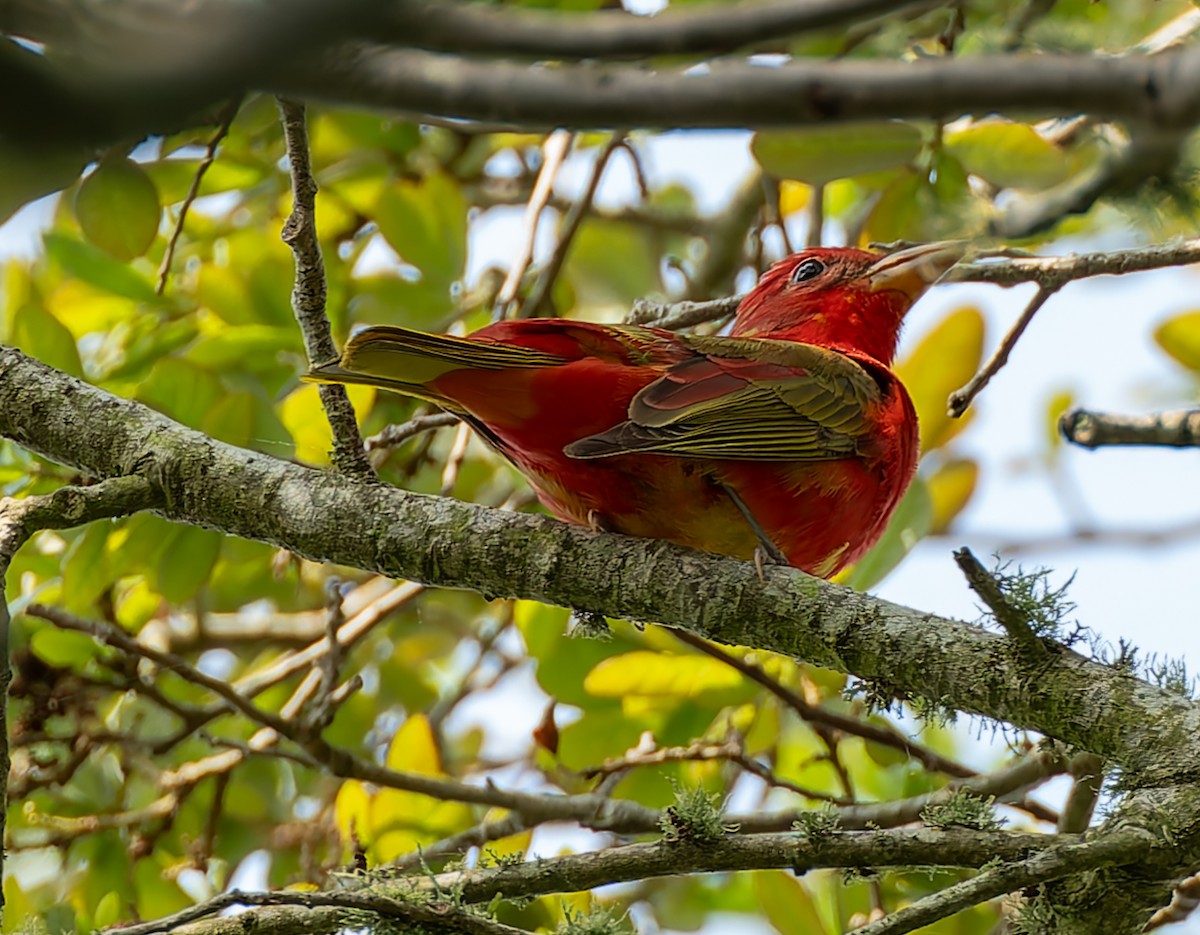 Summer Tanager - ML641132761