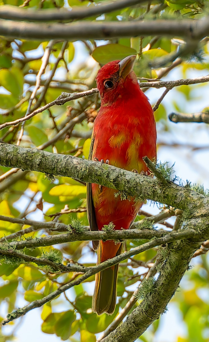 Summer Tanager - ML641132775