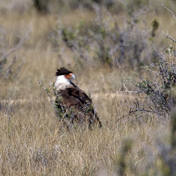 Crested Caracara - ML641132798