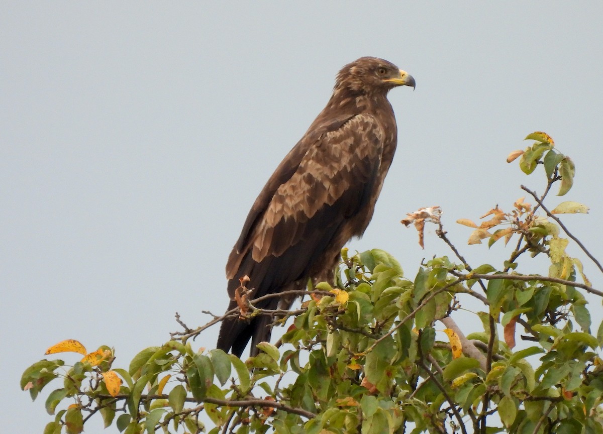 Schreiadler - ML641132846