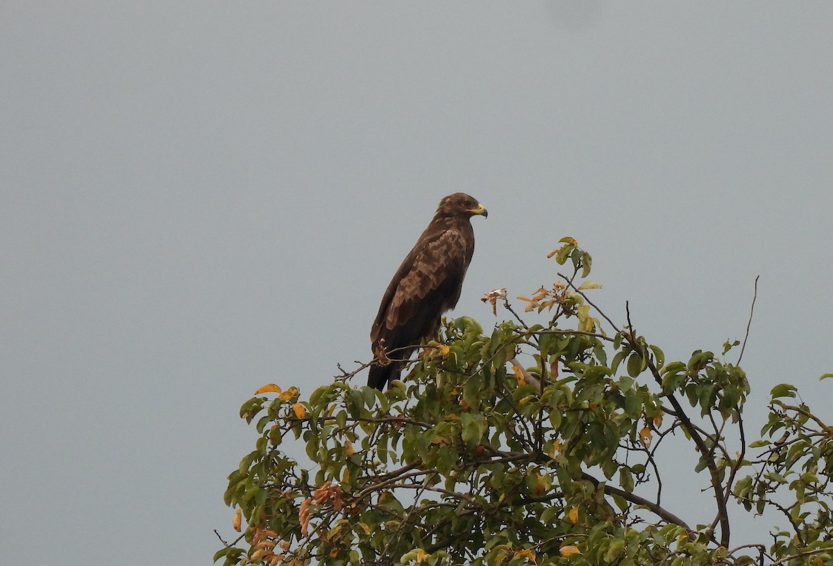 Schreiadler - ML641132847