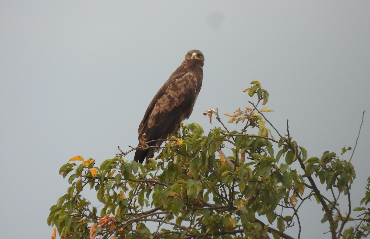 Schreiadler - ML641132848