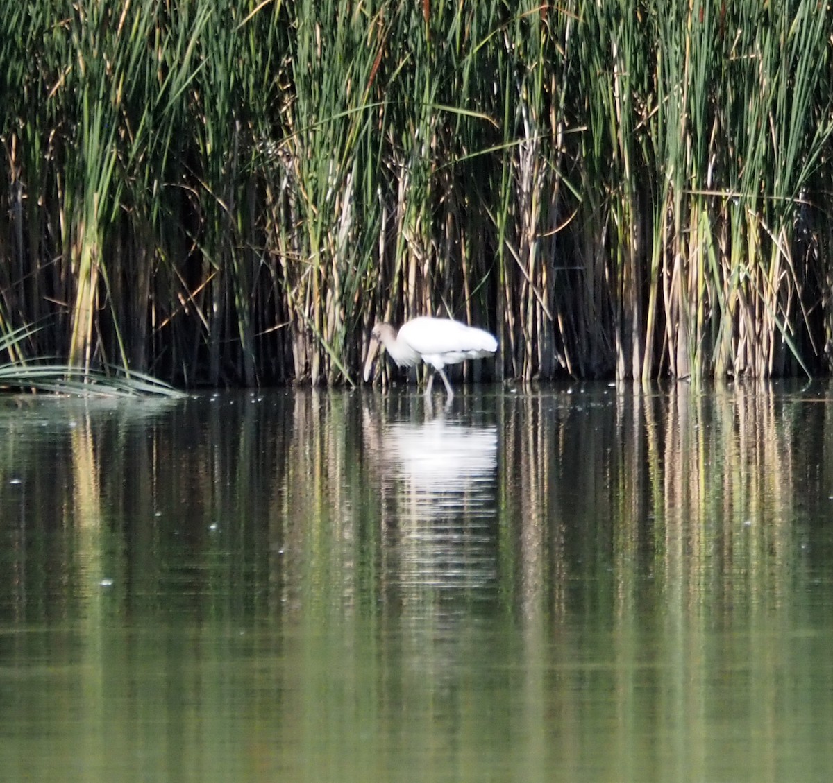 Wood Stork - ML641132852