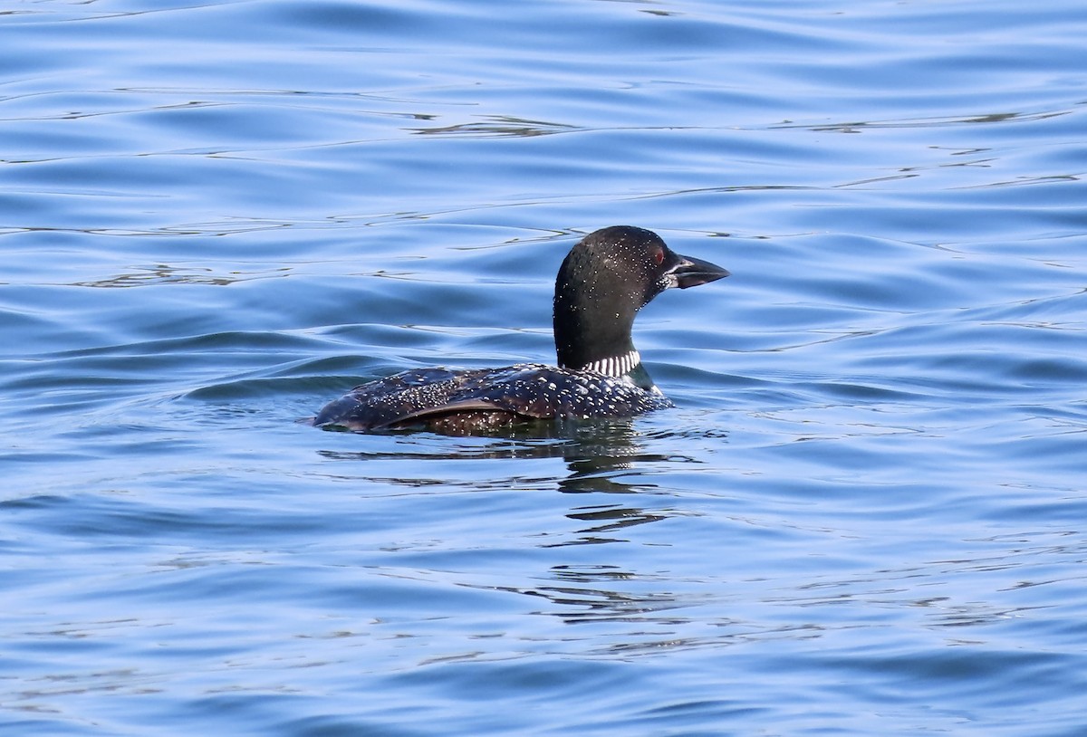 Common Loon - ML641132876