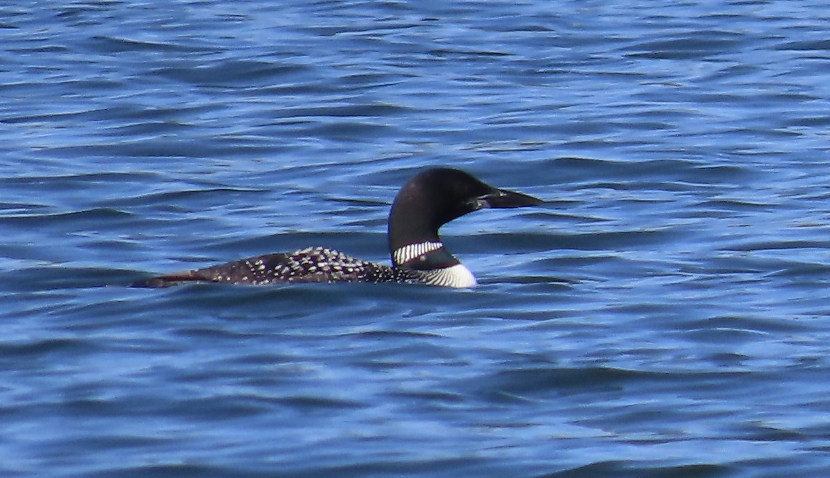 Common Loon - ML641132877