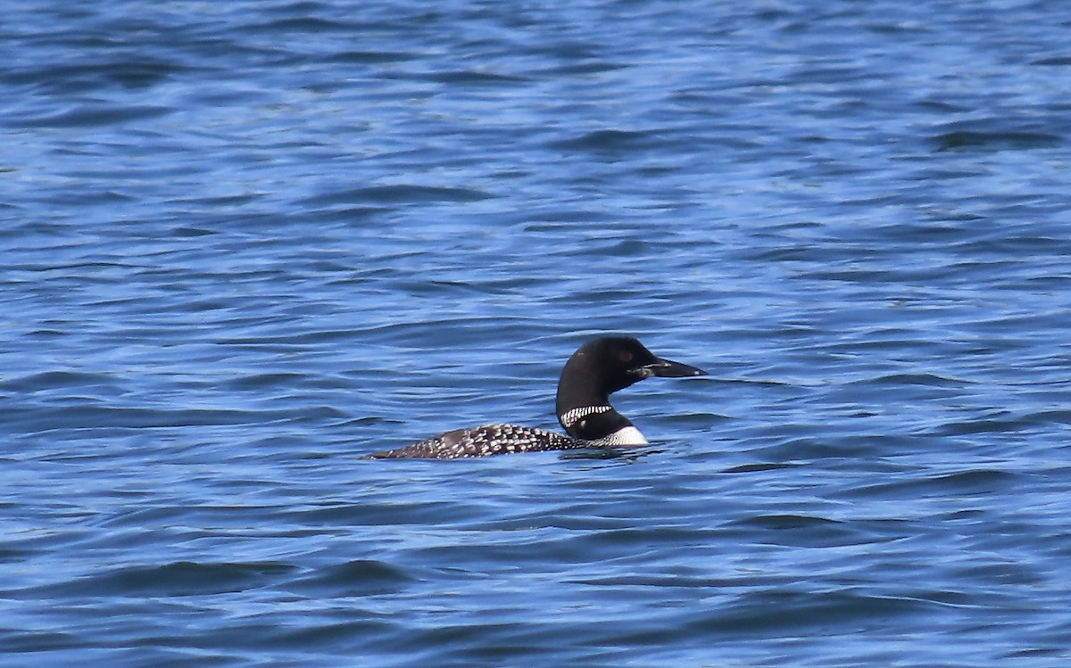 Common Loon - ML641132878