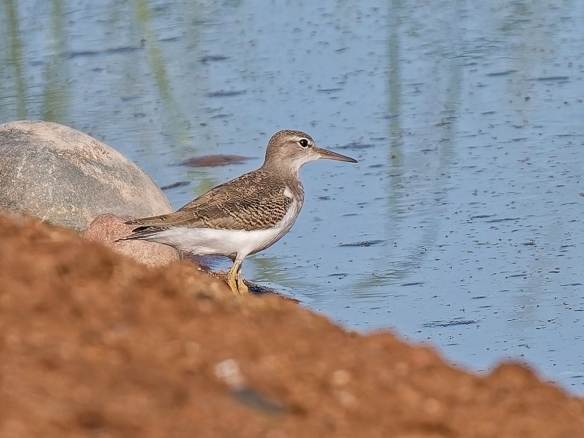 Spotted Sandpiper - ML641132914