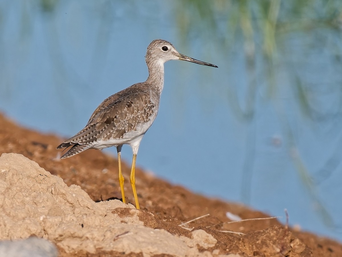 plystresnipe - ML641132927