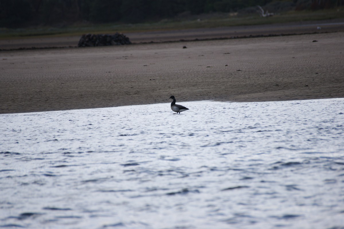 Brant (Atlantic) - ML641132944