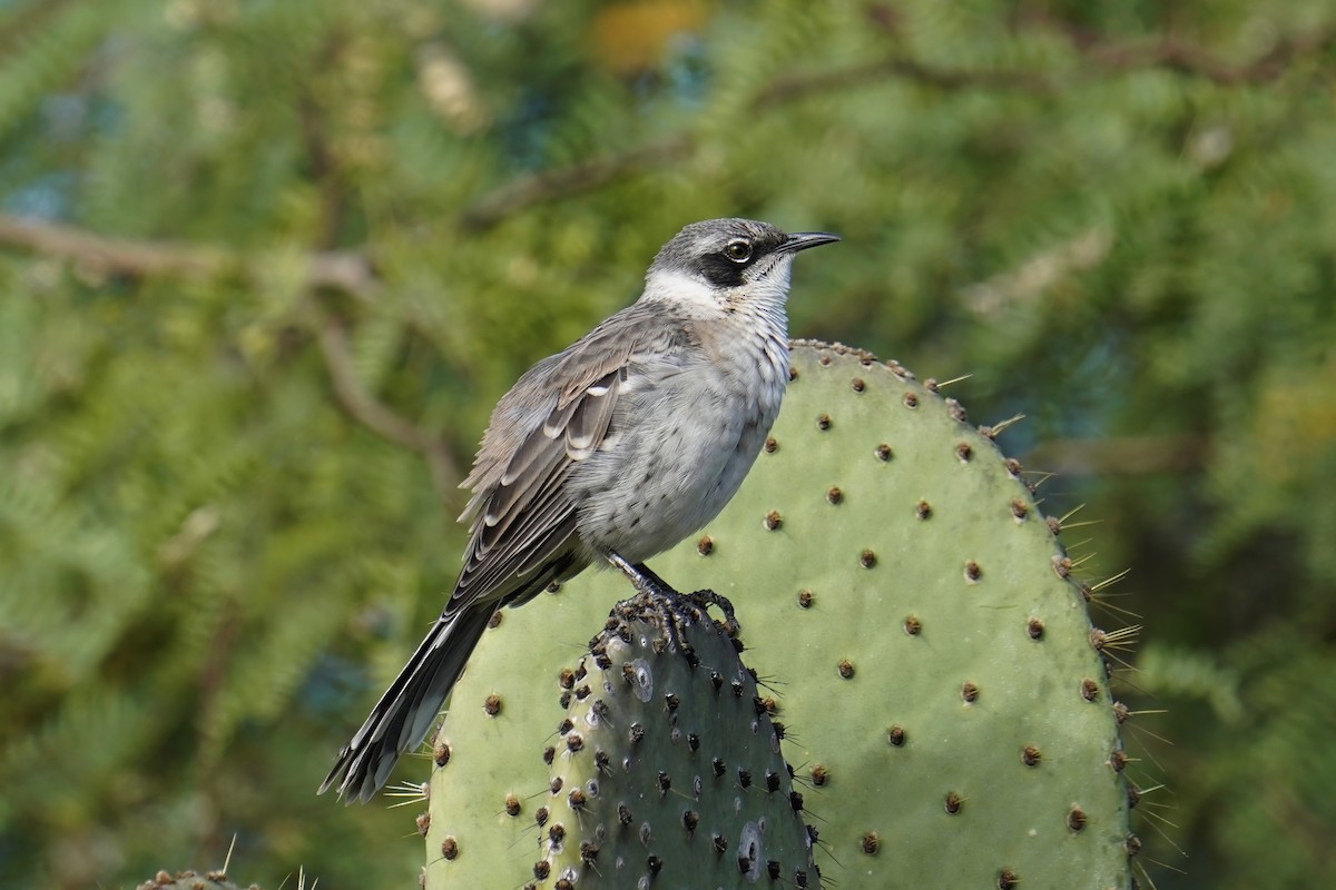 Galapagos Mockingbird - ML641132993