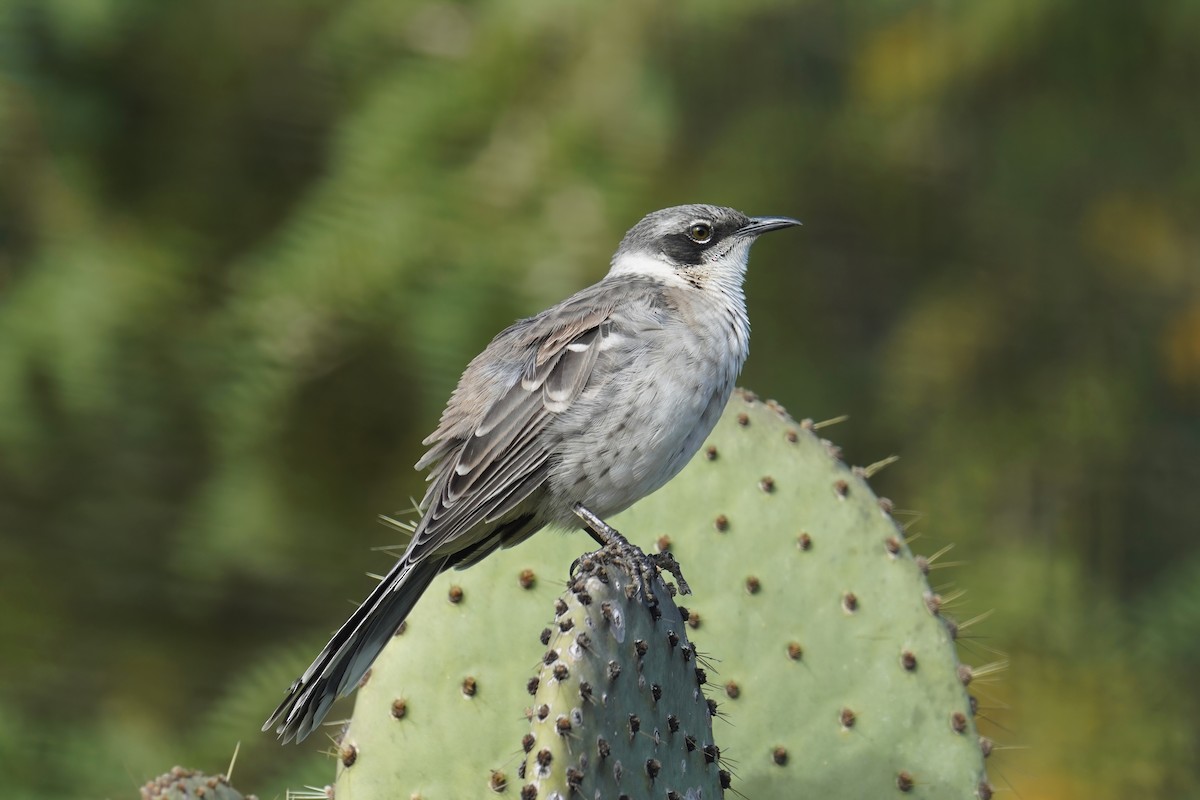 Galapagos Mockingbird - ML641132994