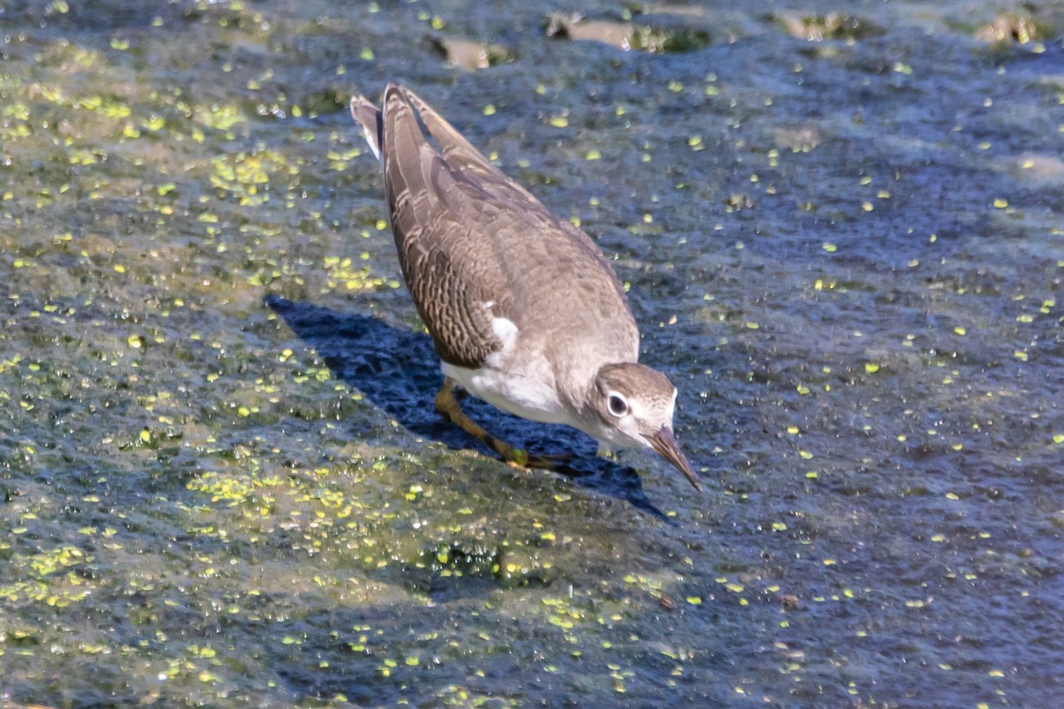 Spotted Sandpiper - ML641133048
