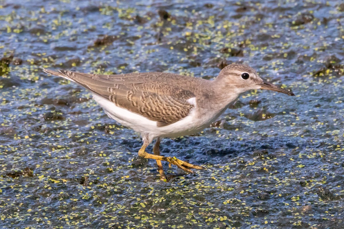 Spotted Sandpiper - ML641133049