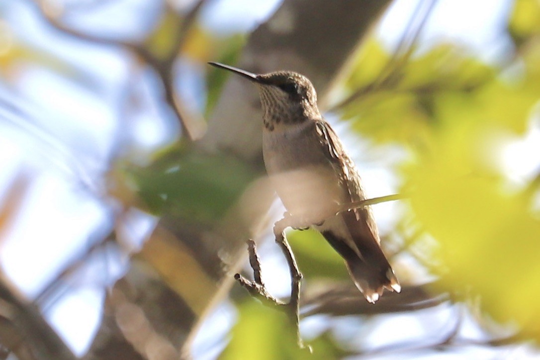 Ruby-throated Hummingbird - ML641133063