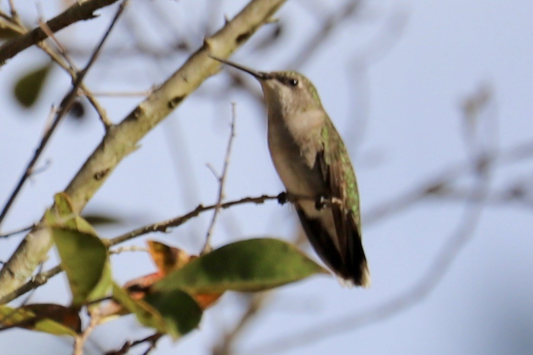 Ruby-throated Hummingbird - ML641133064