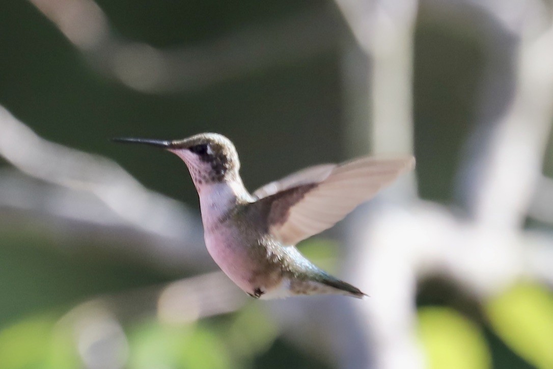 Ruby-throated Hummingbird - ML641133065