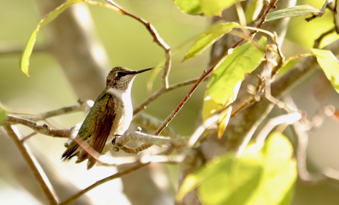 Ruby-throated Hummingbird - ML641133066