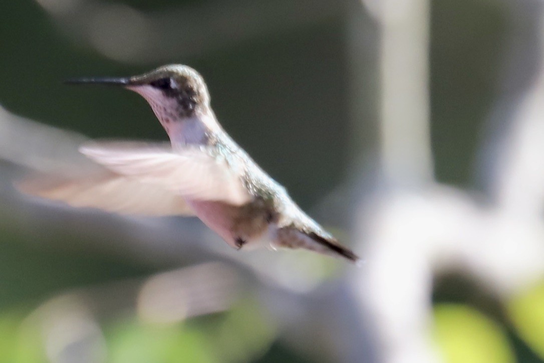 Ruby-throated Hummingbird - ML641133067