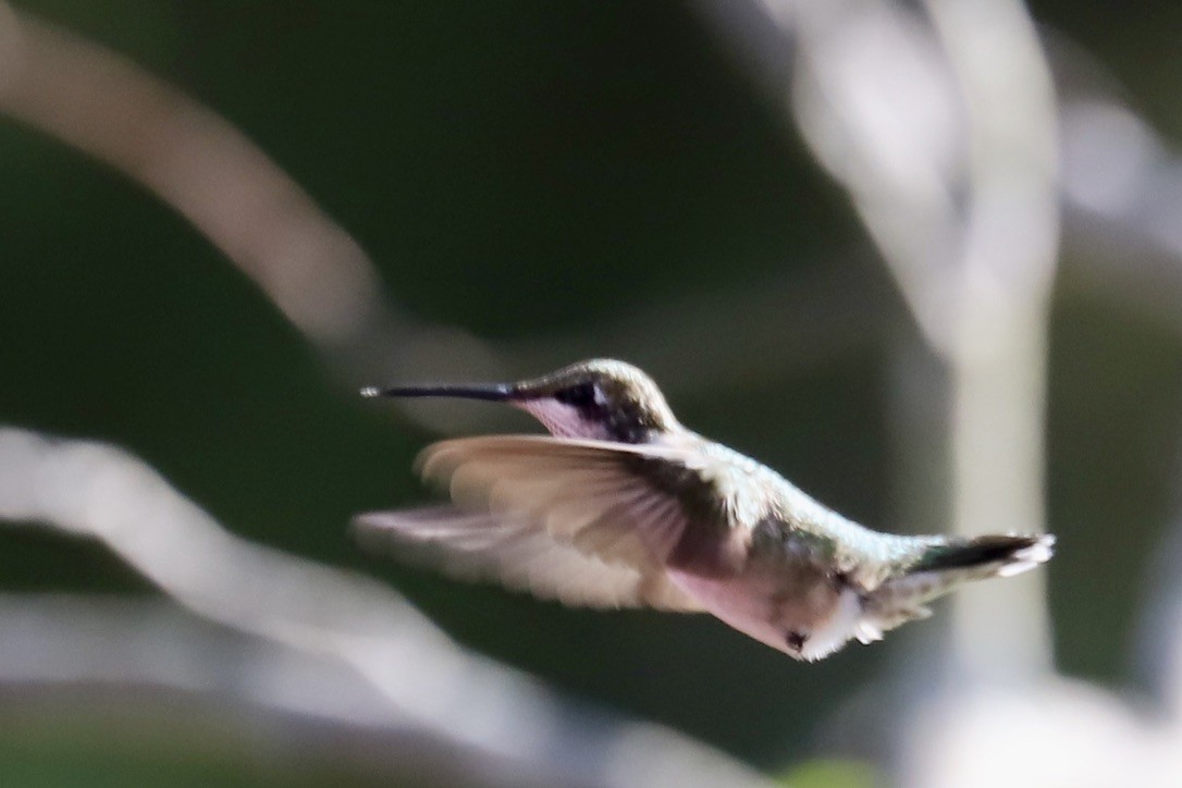 Ruby-throated Hummingbird - ML641133068