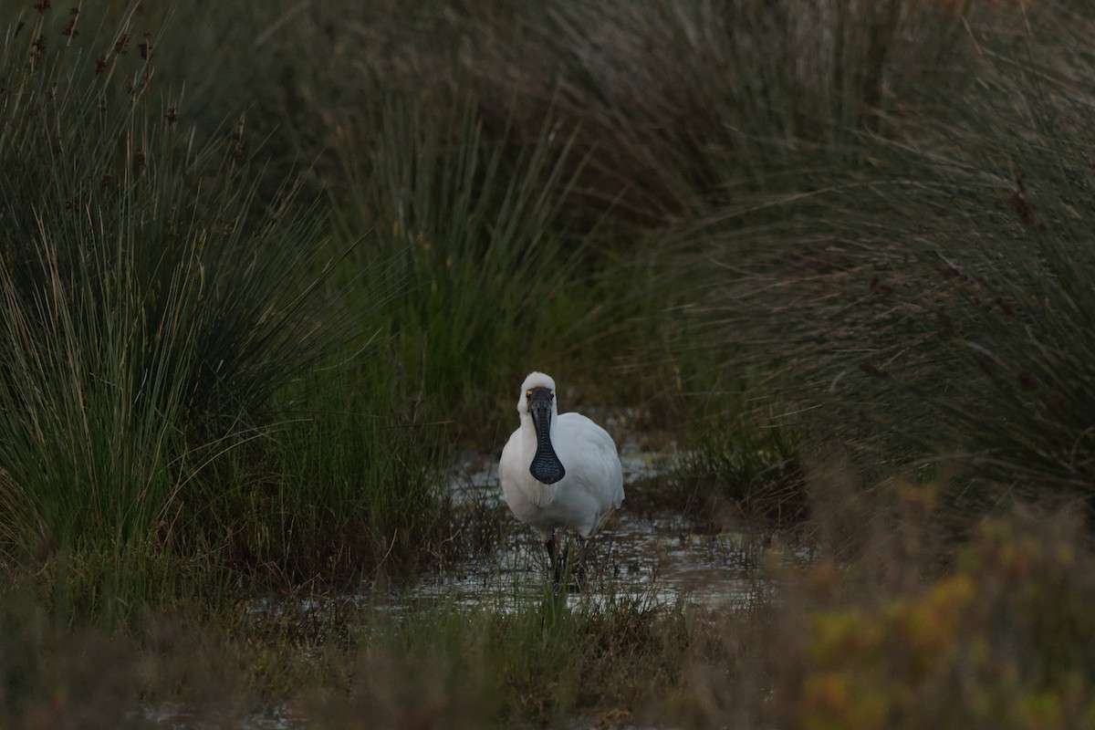 Royal Spoonbill - ML641133071