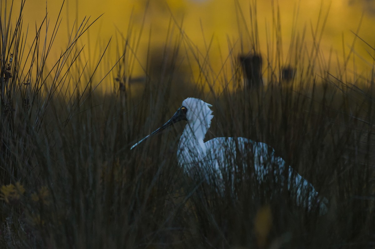 Royal Spoonbill - ML641133072