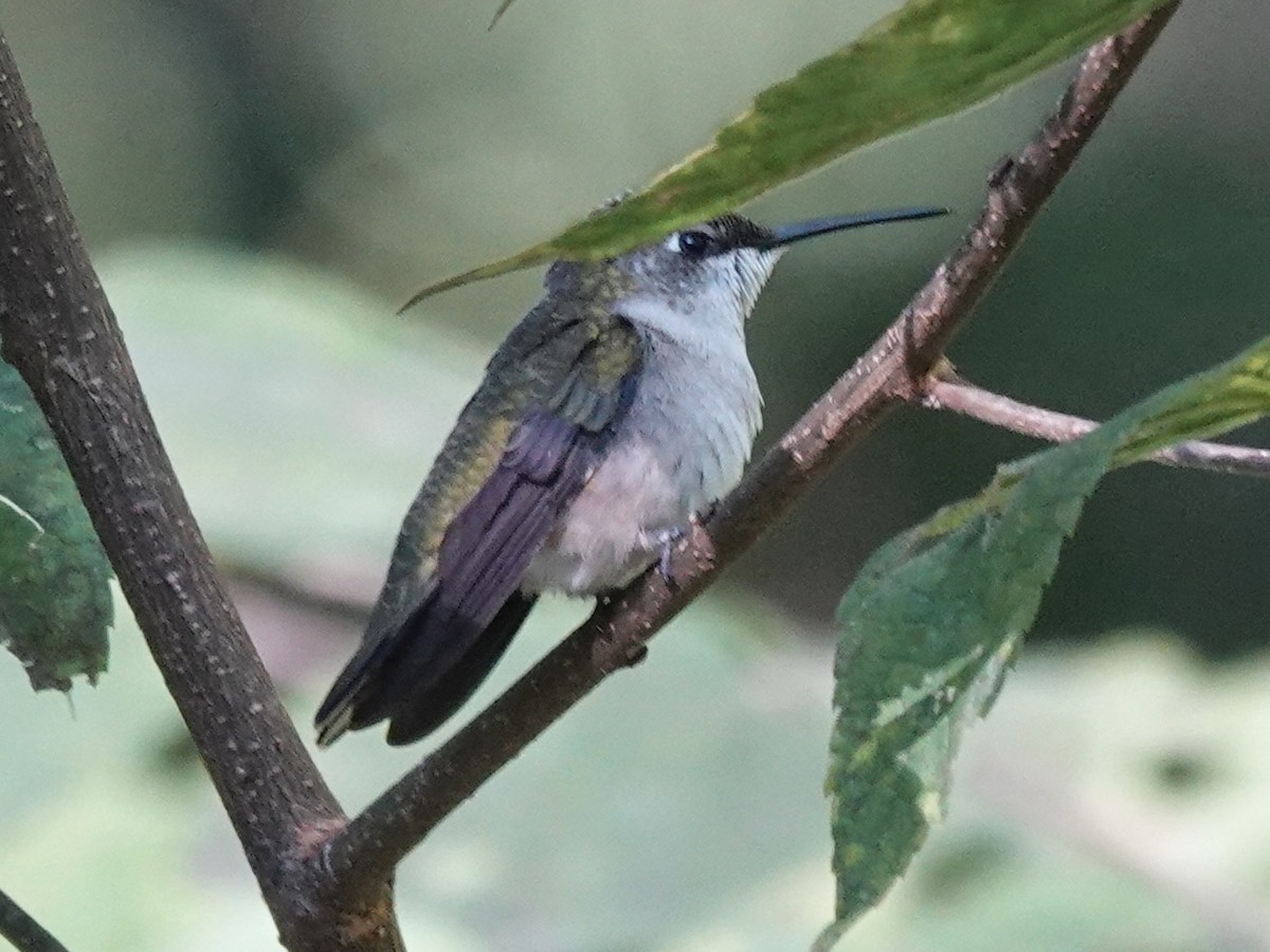 Ruby-throated Hummingbird - ML641133075